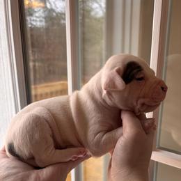 Aurora - White female American Staffordshire Terrier puppy in Lizella, Georgia from Àine Amstaffs