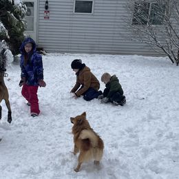 Belgian Malinois from Gillis Malinois