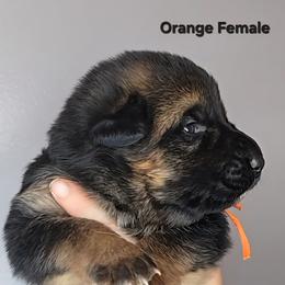 Orange - Black and tan female German Shepherd puppy in Tony, Wisconsin from Muddy Acres German Shepherds