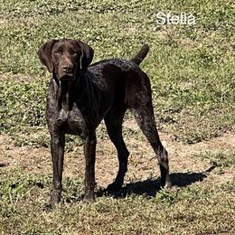 German Shorthaired Pointer All Grown Up from Hunter Heights Kennel