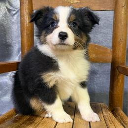 Polly - Black tri female Miniature American Shepherd puppy in Clinton, Missouri from Mockingbirds American Minis