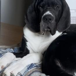 Olivia - Black and white female Great Dane puppy in Johnstown, New York from Chickaree Mountain Danes CMD