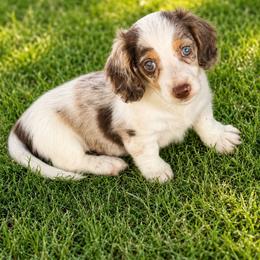 Dreamer - Dapple male Dachshund puppy in Lexington, Oklahoma from BooneDox Miniature Dachshunds