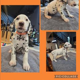 Orange - White and liver brown male Dalmatian puppy in Pulaski, Tennessee from River Valley Forge Dalmatians