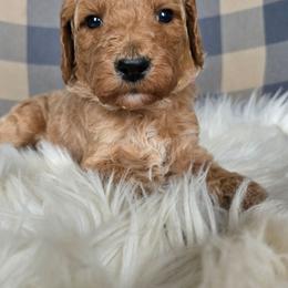 Penny - Red  female Goldendoodle puppy in Galt, Missouri from Only Doodles!