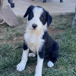 Heidi - Black and white female Border Collie puppy in Scio, Oregon from Fluffy Nugget Farm