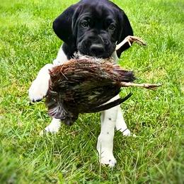 German Shorthaired Pointer Puppies from Thunder Mountain Gun Dogs