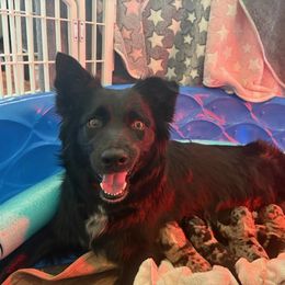 Australian Shepherd Puppies from Night Skye Aussies