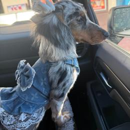 Zara - Dachshund