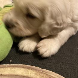Golden Retriever Puppies from Sunlit Cream Goldens