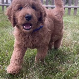 Goldendoodle Puppies from Teddy Bear Goldendoodles