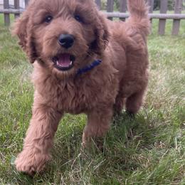 Goldendoodle Puppies from Teddy Bear Goldendoodles