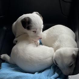 Parson Russell Terrier Puppies from spring canyon
