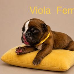 Viola - Fawn female Boxer puppy in Abilene, Texas from L&L Euro Boxers and Small Town Shih Tzus