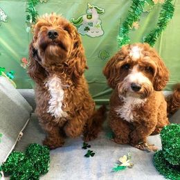 Maltipoo and Shihpoo All Grown Up from Junes Maltipoos