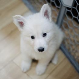 Berger Blanc Suisse Puppies from Moonlight Berger Blanc Suisses