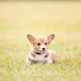 Maroon collar female- Daisy - Sable female Pembroke Welsh Corgi puppy in Waverly Hall, Georgia from 6g Ranch Corgis