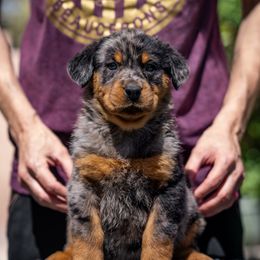 Purple Girl - Harlequin female Beauceron puppy in Henderson, Nevada from Joie de Vie Beaucerons
