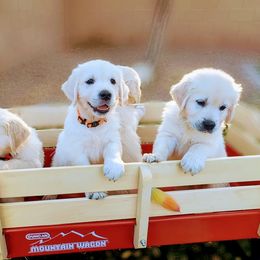Golden Retriever Puppies from Top Gun Golden Retrievers