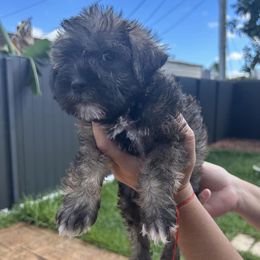 Miniature Schnauzers from Tamara Abull's Miniature Schnauzers