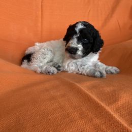 Portuguese Water Dog Puppies from Aguas De Seda PWD