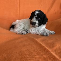 Portuguese Water Dog Puppies from Aguas De Seda PWD
