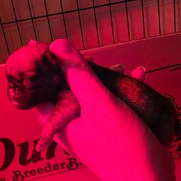 Roy - Fawn male Pug puppy in Lugoff, South Carolina from Peak Bullies and Pugs SC