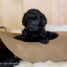 Loop - Black female Poodle puppy in Arlington, Ohio from Solid Oak Ranch