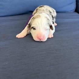 Ever - Blue merle female Australian Shepherd puppy in Jacksonville, Florida from Autumn's Aussies