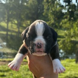 Layla - Brindle female Boxer puppy in Daviess County, Kentucky from Blissful Euro Boxers & French Bull Dogs