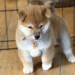 Sarge - Red male Shiba Inu puppy in Trenton, Nebraska from Prairie Shibas