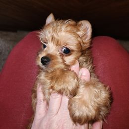 Yorkshire Terrier Puppies from Little Yorkie World Texas