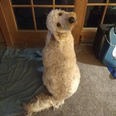 Kadee - Irish Doodle