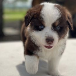 Stella - Australian Shepherd puppy in Hempstead, Texas from SkyBrynn Aussies