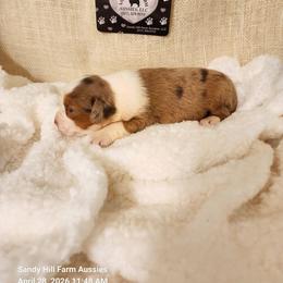 Trixie - Red merle female Miniature Australian Shepherd puppy in Logansport, Indiana from Sandy Hill Farm Aussies, LLC