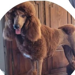 Sassy - Poodle