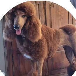 Sassy - Poodle