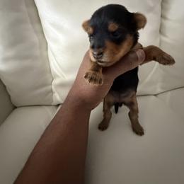 Mellonesse - Blue and gold female Yorkshire Terrier puppy in Yonkers, New York from The Dior Line