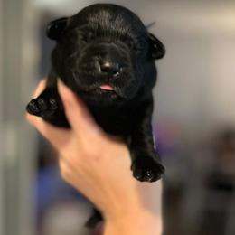 Stoick - Black male Labrador Retriever puppy in Texas from Raley Retrievers
