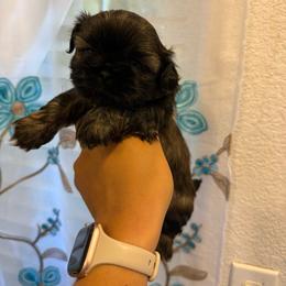 Lindor - Sable female Shih Tzu puppy in Fresno, California from Jas’ ClassnSass