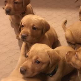 Labrador Retrievers from Ironcreek Labs LLC