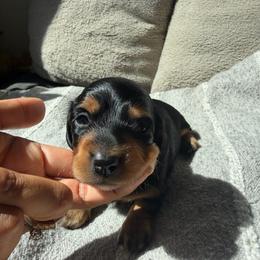 Obi - Black and tan male Dachshund puppy in Rialto, California from DashiesDachLLC