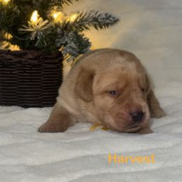 Harvest - Yellow male Labrador Retriever puppy in Tigard, Oregon from Morrison Labrador Retreivers
