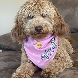 Goldendoodles and Pomskies from Hill Top Pomskies