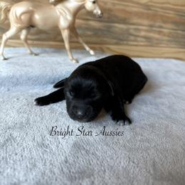Storm - Black & white male Australian Shepherd puppy in Newton, Mississippi from Bright Star Aussies