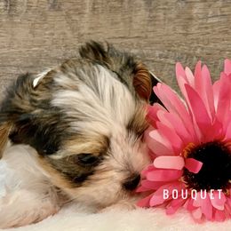 Biewer Terrier Puppies from Bouquet Biewers