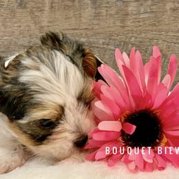 Biewer Terrier Puppies from Bouquet Biewers