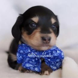 Goodyear - Black and cream male Dachshund puppy in Apple Valley, California from Socaldoxies