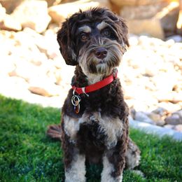 Reese - Australian Labradoodle