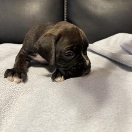 Boxer Puppies from Bellmont Boxers East TN